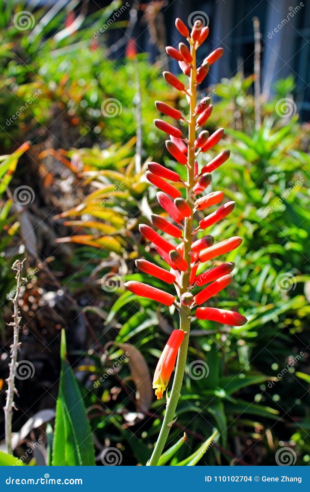Flor Vermelha De Vera Do Aloés Foto de Stock - Imagem de bonito, jardim:  110102704