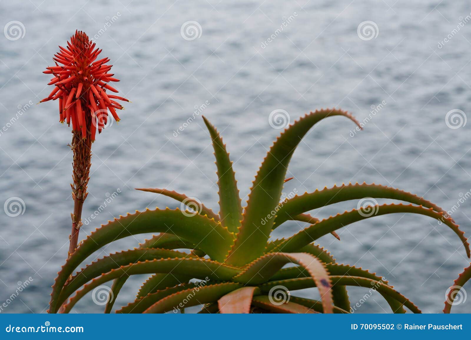 Flor Vermelha De Vera Do Aloés Foto de Stock - Imagem de planta, fundo:  70095502