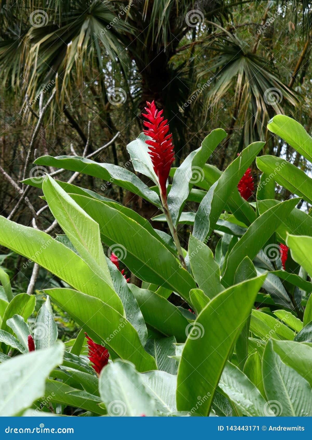 Flor Vermelha Do Alpinia No Jardim Tropical Imagem de Stock - Imagem de  naturalness, acento: 143443171