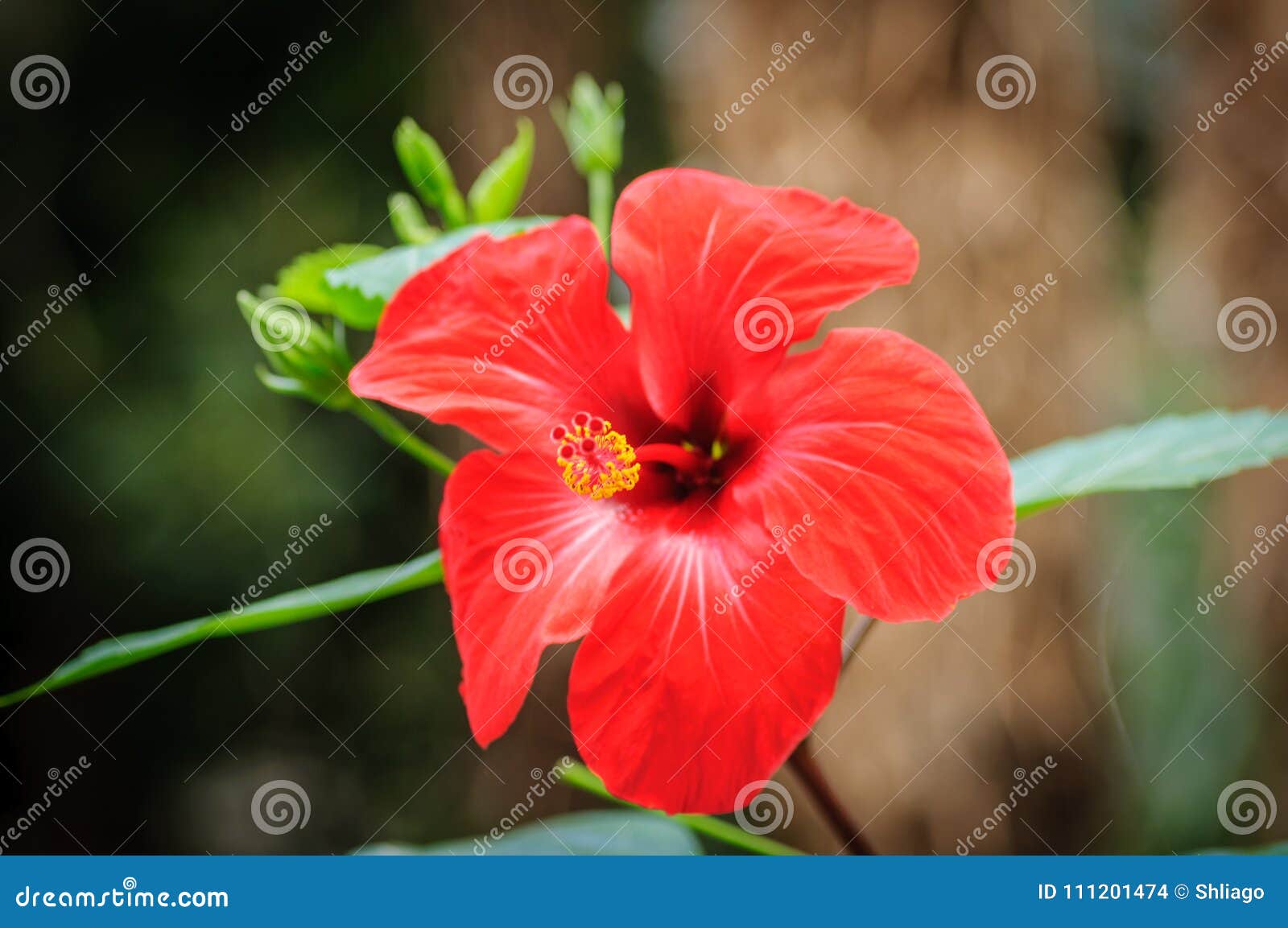 Flor Vermelha Do Hibiscus Em Um Fundo Natural Foto de Stock - Imagem de  bonito, fundo: 111201474