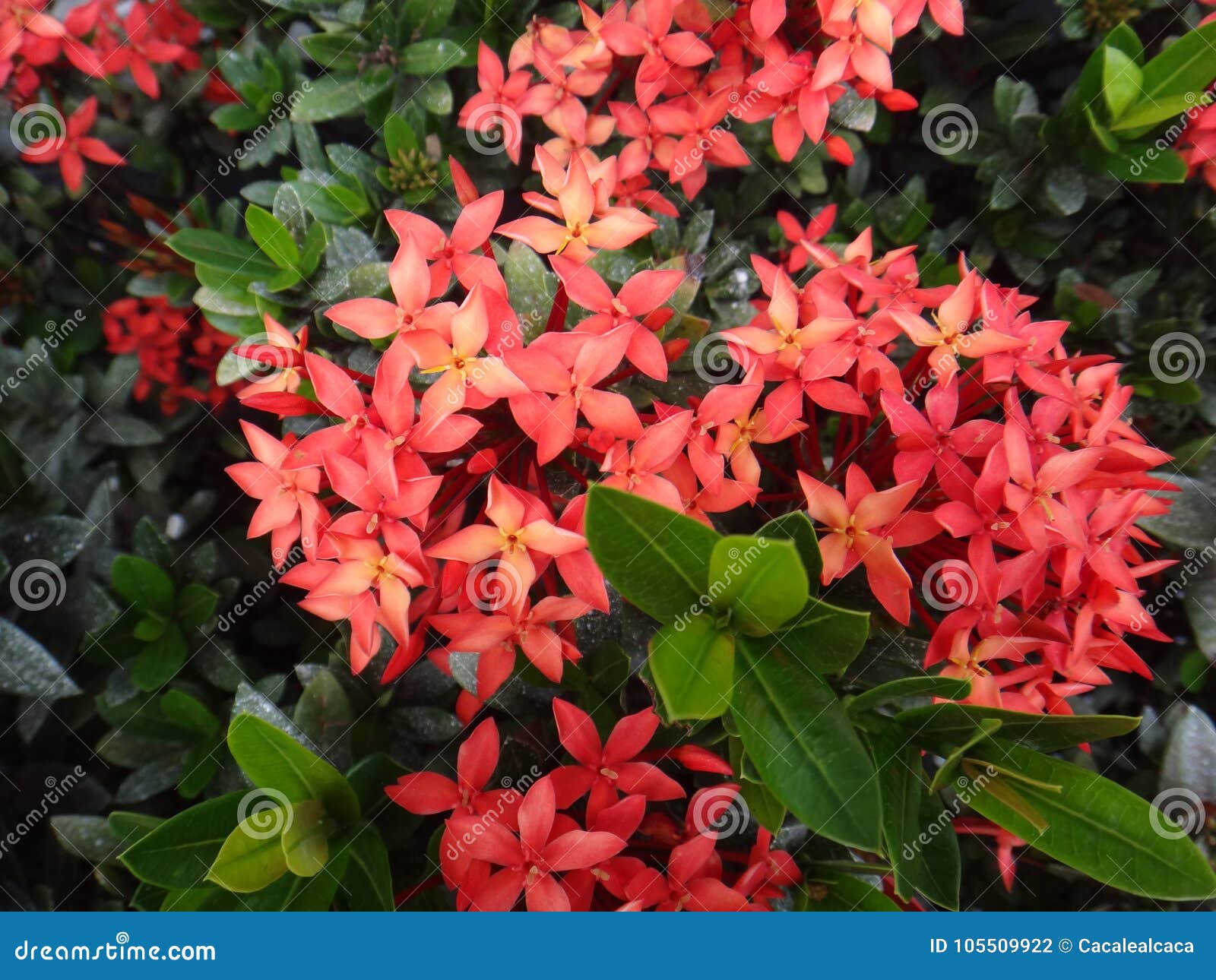 Flor Vermelha Do Ixora Em Seu Arbusto Foto de Stock - Imagem de jasmim,  florescência: 105509922