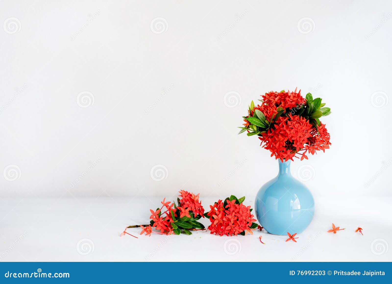 Flor Vermelha Do Ixora No Vaso Cerâmico Azul Imagem de Stock - Imagem de  nave, vermelho: 76992203