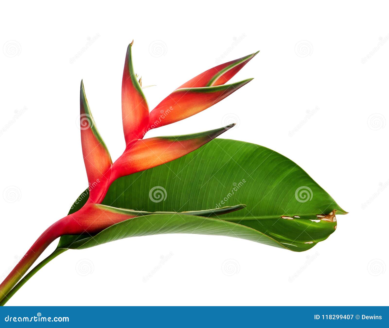 Flor Vermelha Do Palulu Do Bihai De Heliconia Com Folha, Flores Tropicais  Isoladas No Fundo Branco, Com Trajeto De Grampeamento Imagem de Stock -  Imagem de flora, folhas: 118299407