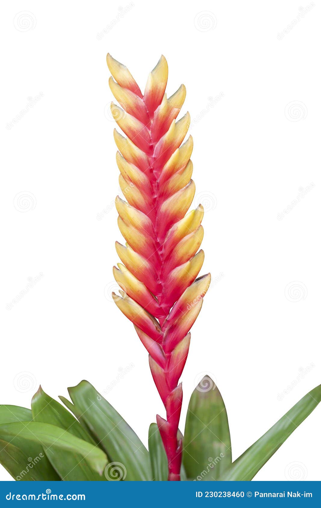 Flor Vermelha E Amarela Da Bromélia Aechmea Fasciata Ou Flor Da Urna  Isolada Sobre Fundo Branco. Foto de Stock - Imagem de abacaxi, crescimento:  230238460