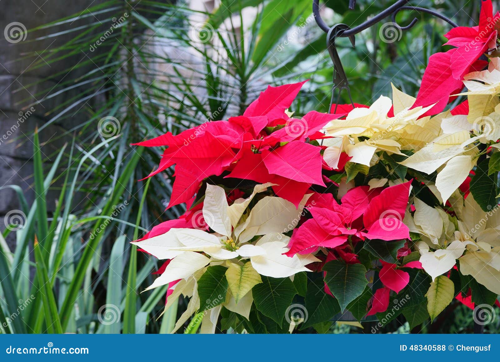 Flor Vermelha E Amarela Do Natal Das Poinsétias Foto de Stock - Imagem de  presente, macro: 48340588