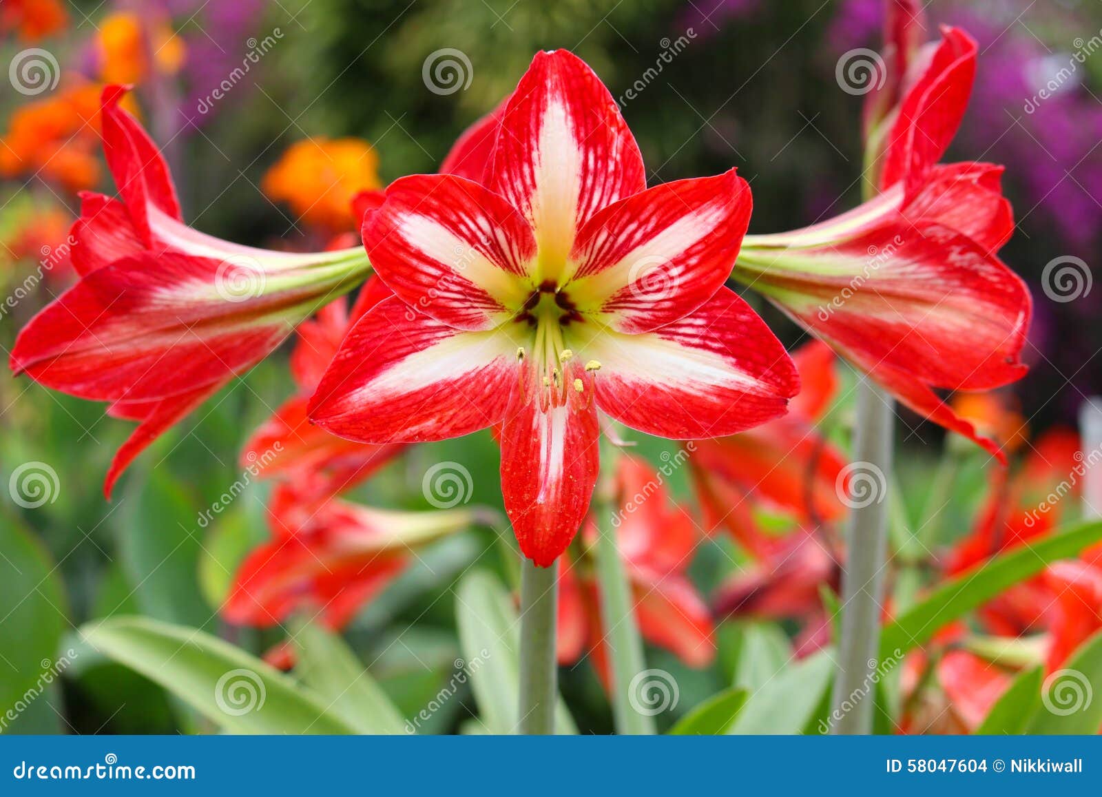 Flor Vermelha E Branca Da Amarílis Foto de Stock - Imagem de vermelho,  amarillo: 58047604