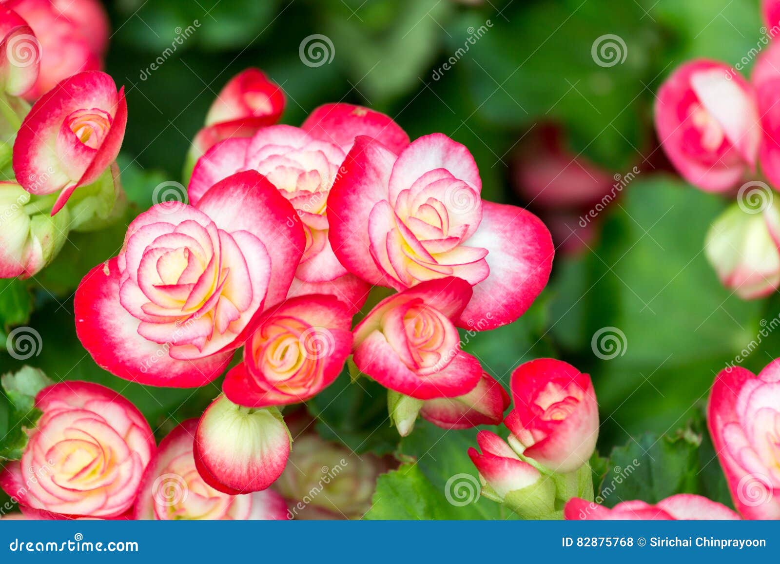 Flor Vermelha E Branca Da Begônia No Jardim Foto de Stock - Imagem de flor,  naughty: 82875768