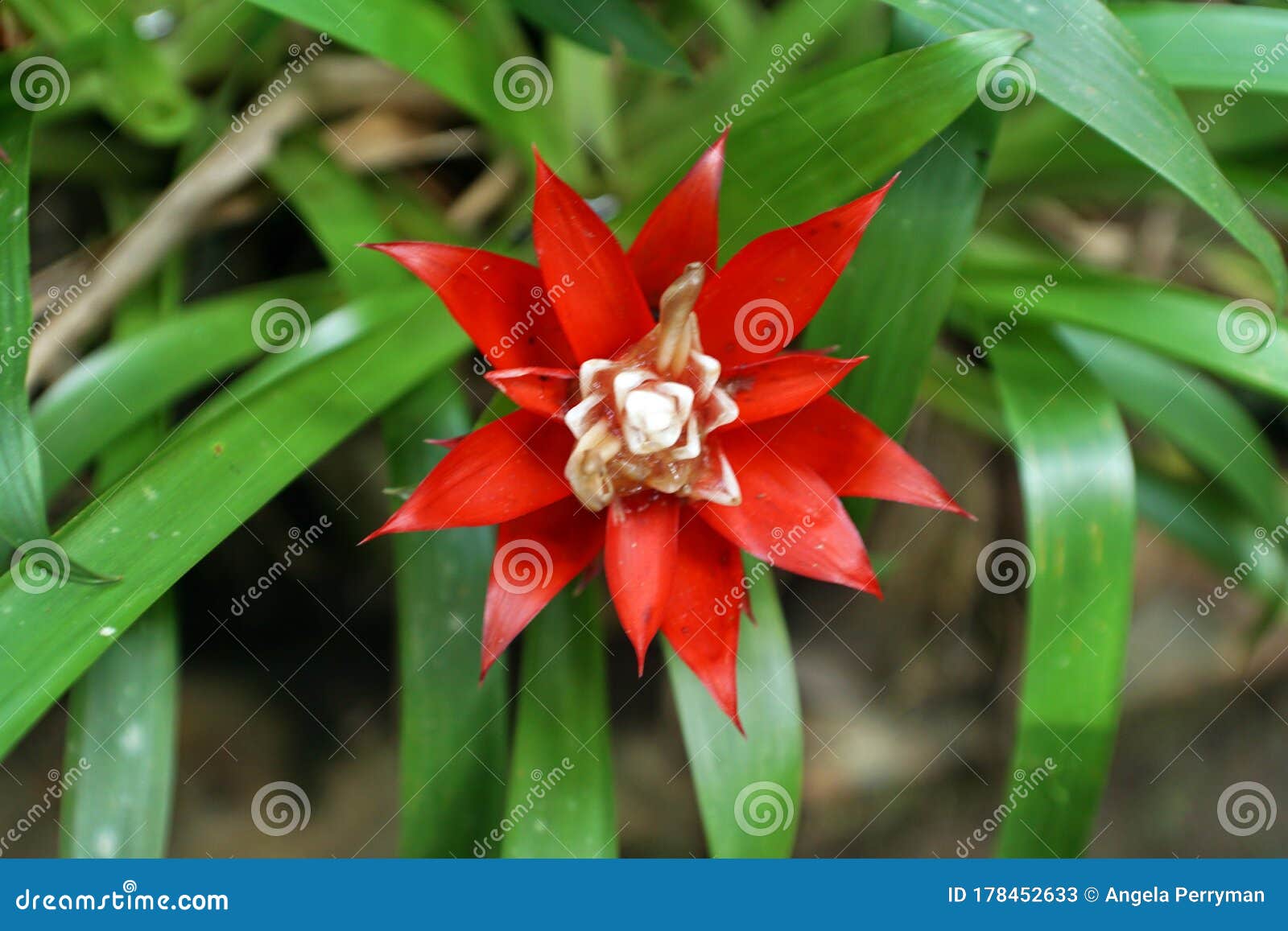 Flor Vermelha E Branca Numa Bromélia Imagem de Stock - Imagem de vermelho,  jardim: 178452633