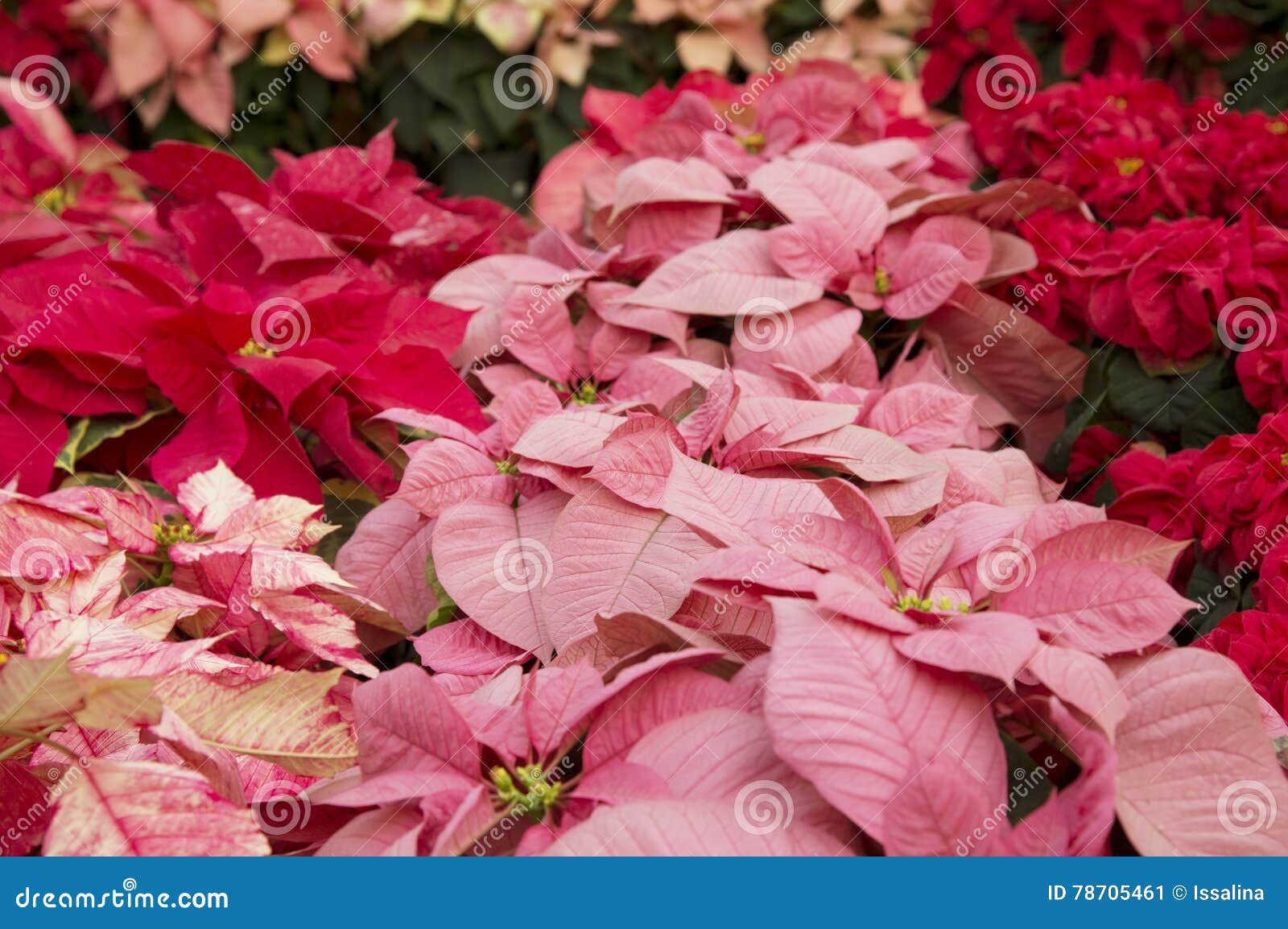 Flor Vermelha E Cor-de-rosa Brilhante Da Poinsétia Ou Do Natal Imagem de  Stock - Imagem de natal, cumprimento: 78705461
