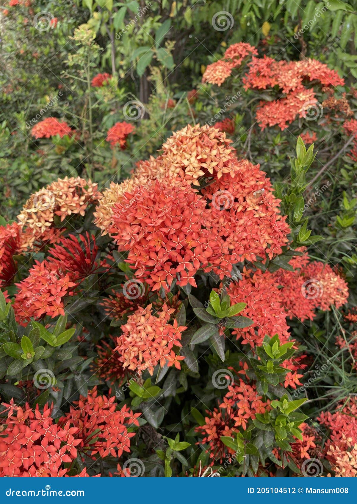 Flor Vermelha Ixora Coccinea No Jardim Da Natureza Foto de Stock - Imagem  de folhagem, pequeno: 205104512