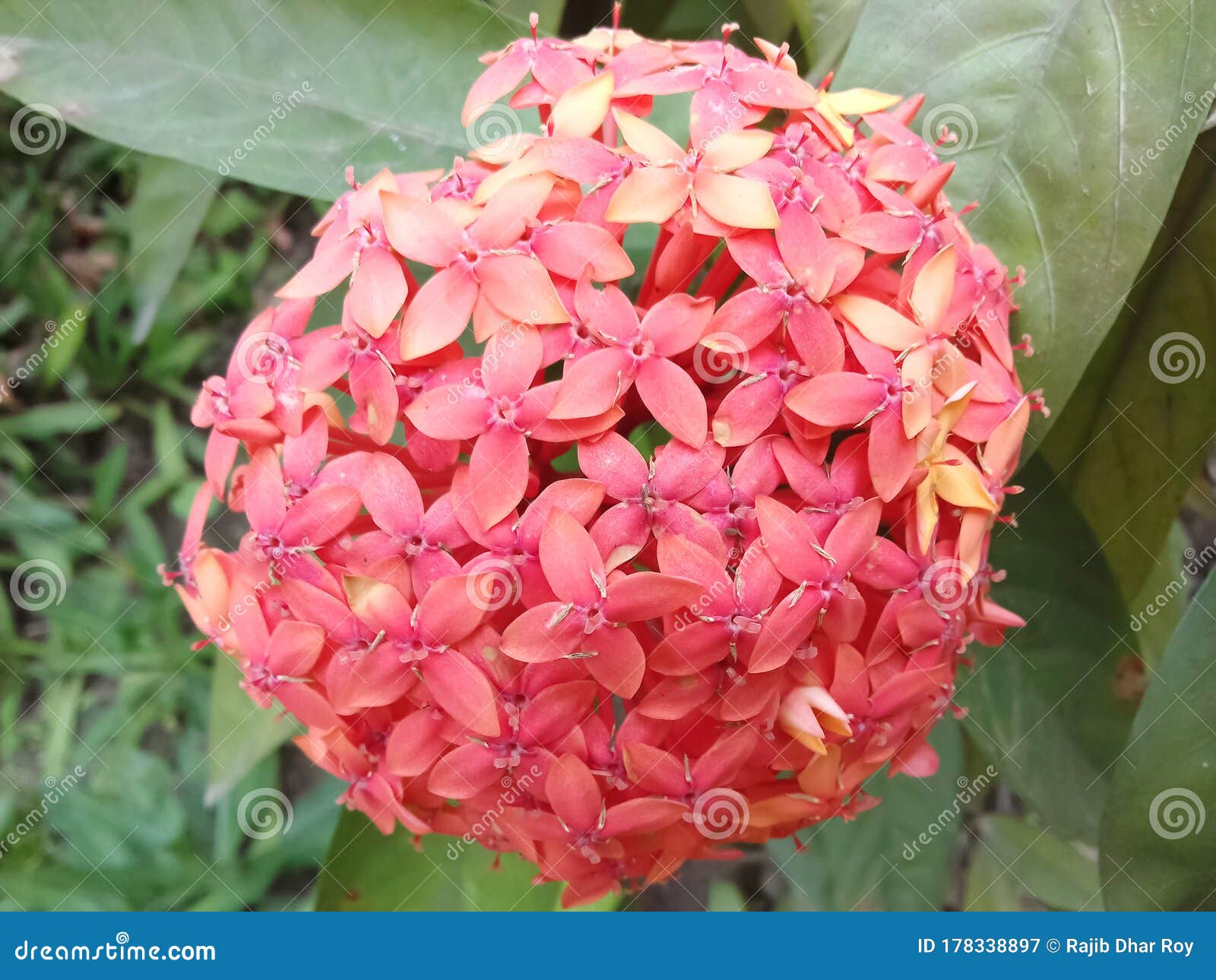 Flor Vermelha Natural Indiana Mais Bela Em Tripura . Imagem de Stock -  Imagem de mercado, azul: 178338897