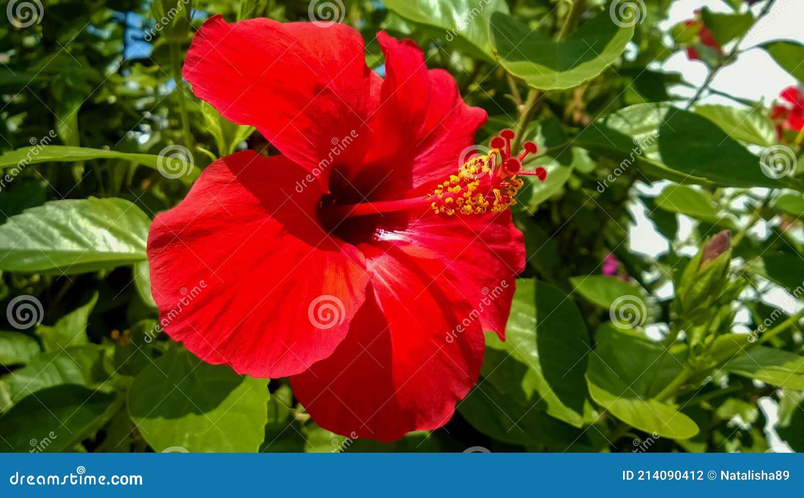 Flor Vermelha Viva De Hibisco No Galho Com Folhas Verdes No Fundo  Florescendo Lindamente Natural. Foto de Stock - Imagem de decorativo,  jardinar: 214090412