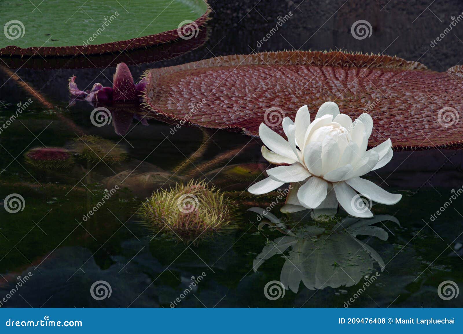 Flor Victoria Amazonica Victoria Amazonica Color Blanco Y Es Una Especie De  Picante Foto de archivo - Imagen de hoja, redondo: 209476408