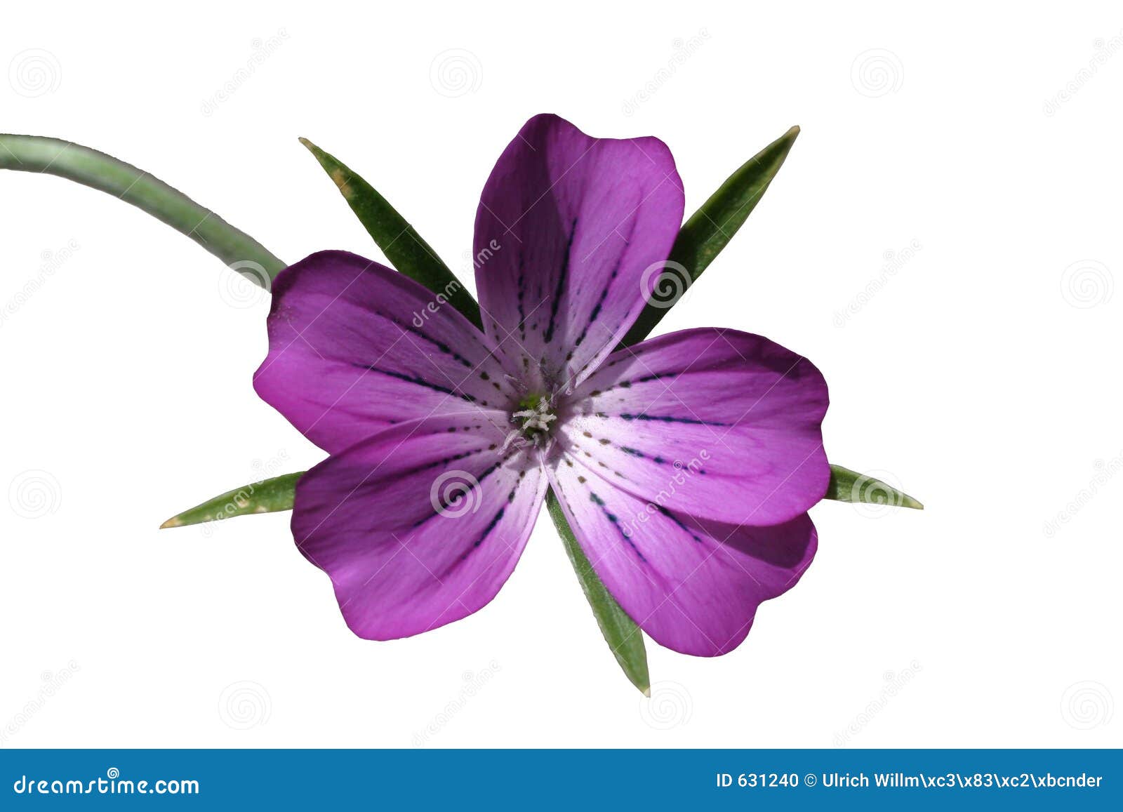 Flor violeta foto de archivo. Imagen de aislado, suave - 631240