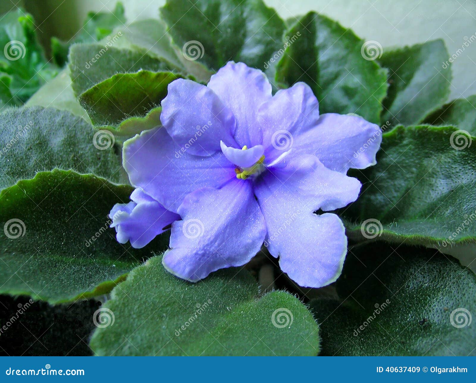Flor violeta azul imagem de stock. Imagem de nave, azul - 40637409