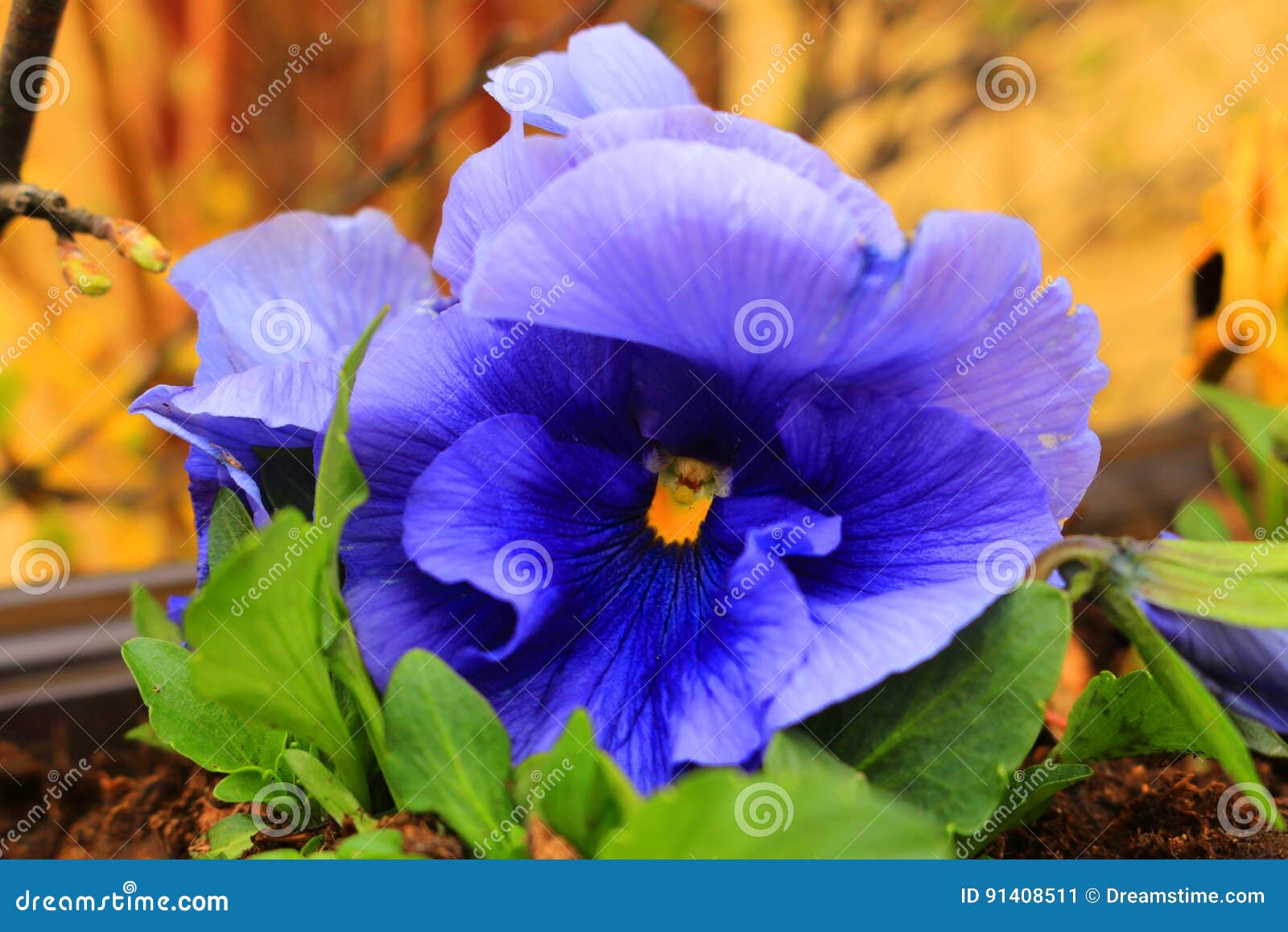 Flor-violeta azul imagen de archivo. Imagen de verde - 91408511