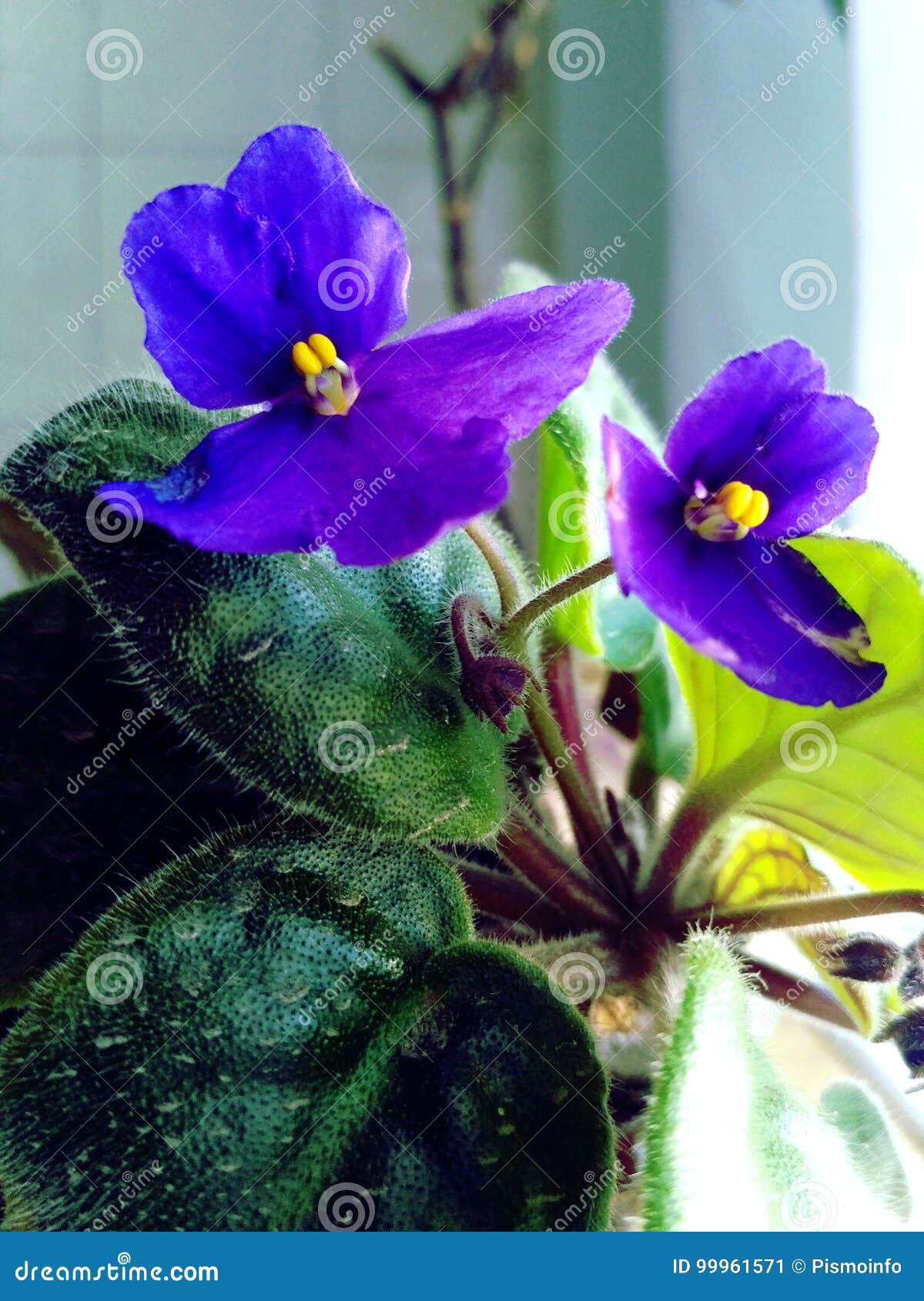 Flor violeta azul imagen de archivo. Imagen de flora - 99961571