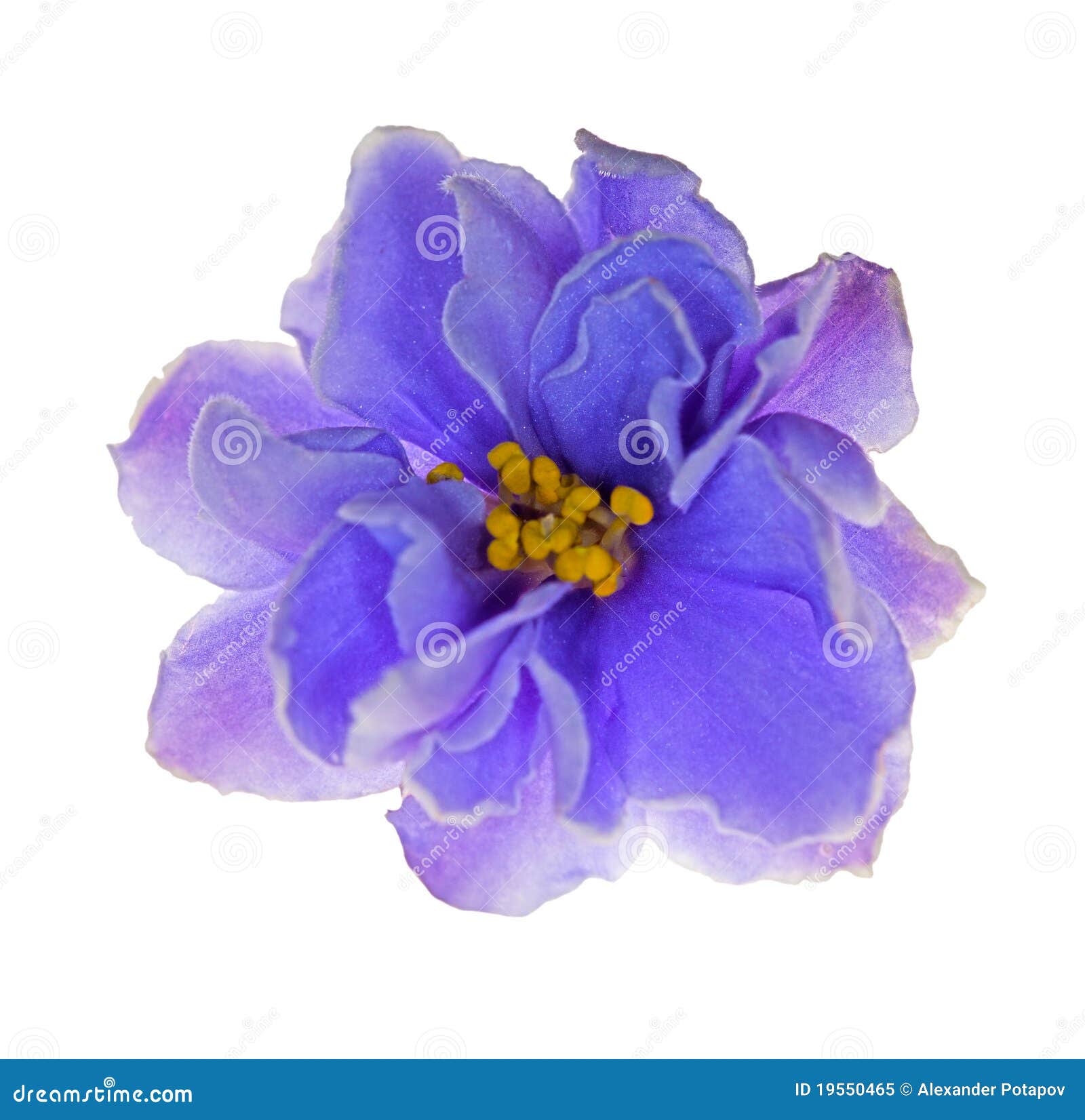 Flor Violeta Azul Clara En Blanco Imagen de archivo - Imagen de  crecimiento, ornamental: 19550465
