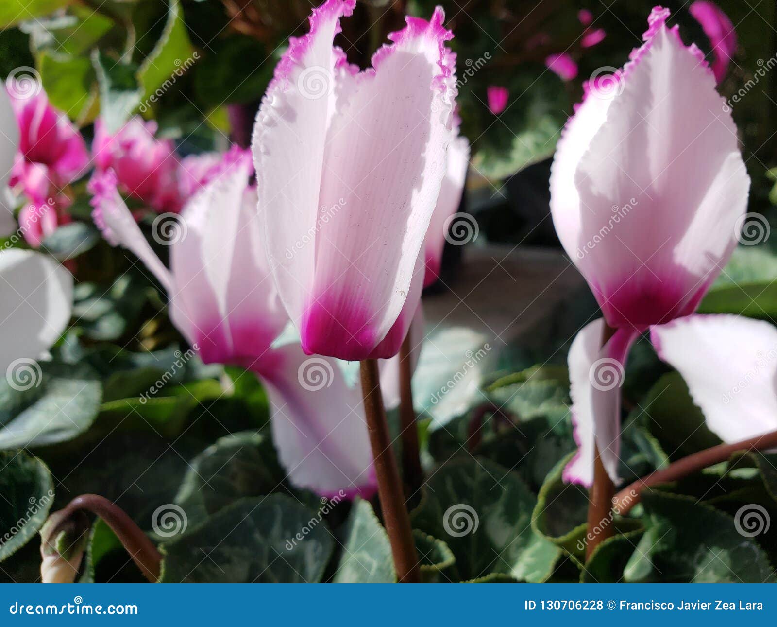 Flor Violeta Blanca Con El Borde Púrpura En Un Jardín Foto de archivo -  Imagen de travieso, violeta: 130706228