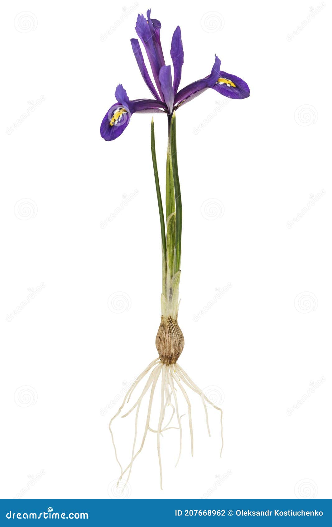 Flor Violeta De Iris Lat. Iris Reticulata Con Bulbo Y Raíces Aisladas Sobre  Fondo Blanco Foto de archivo - Imagen de crecimiento, pétalo: 207668962