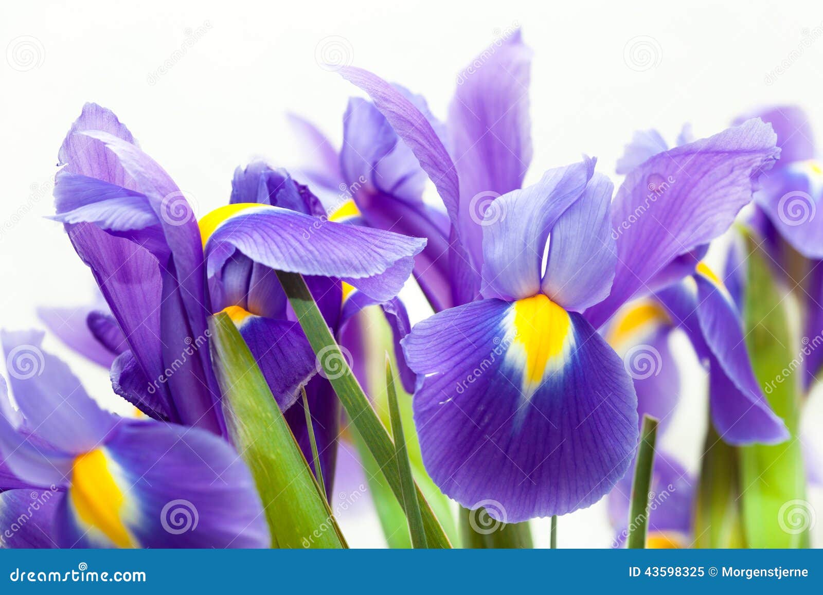 Flor Violeta Del Blueflag Del Iris Amarillo Imagen de archivo - Imagen de  belleza, fondo: 43598325