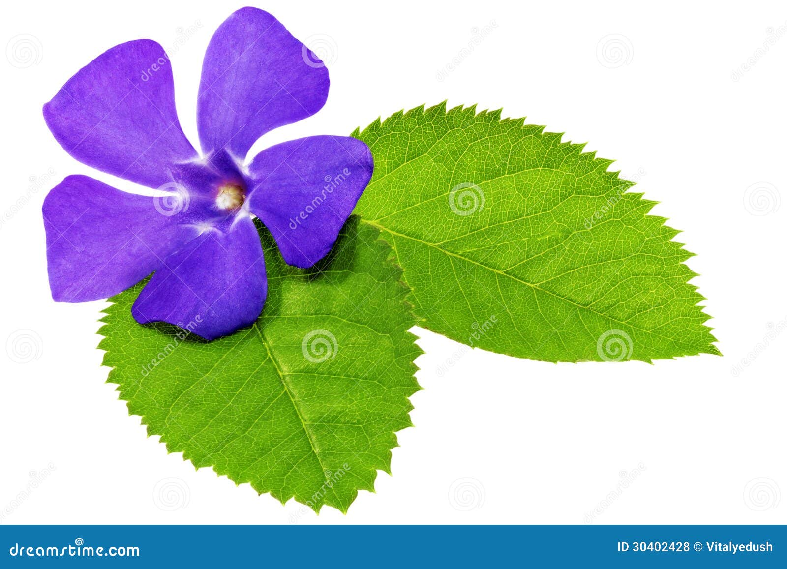 Flor Violeta En La Hoja Verde. Primer En El Fondo Blanco. Foto de archivo - Imagen de pétalo, exuberante: 30402428 Flor Violeta En La Hoja Verde. Primer En El Fondo Blanco. Foto de archivo - Imagen de pétalo, exuberante: 30402428