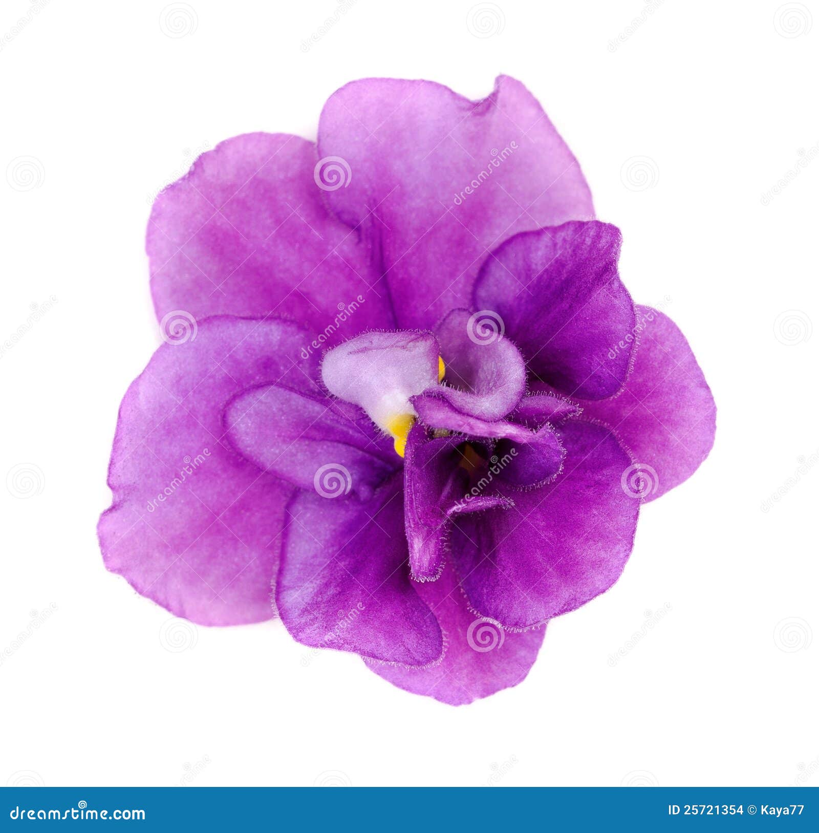 Flor Violeta En Un Fondo Blanco Foto de archivo - Imagen de aislado,  belleza: 25721354