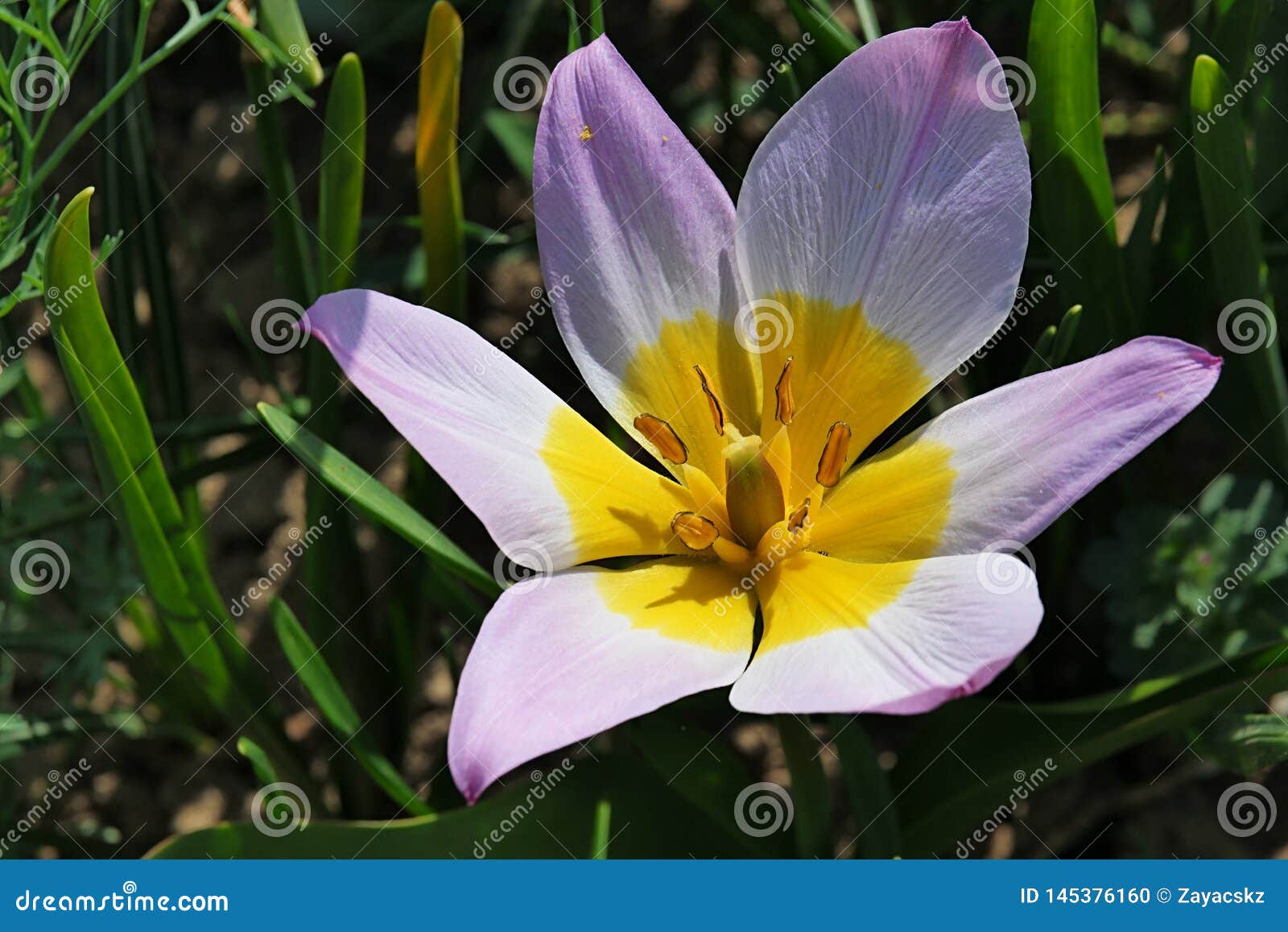 Flor Violeta Holandesa Gigante De Florescência Completa Do Açafrão,  Registro Da Flor Do Cultivar Foto de Stock - Imagem de completamente, mola:  145376160