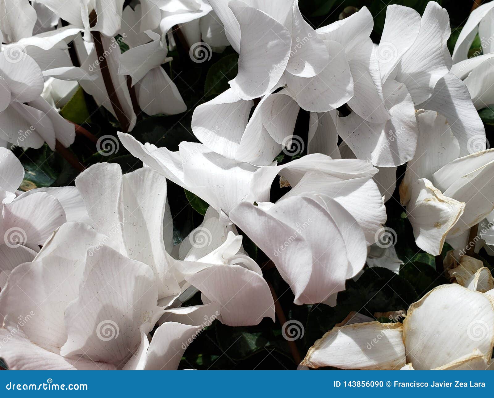 Flor Violeta Imperial En Blanco En Un Jardín Foto de archivo - Imagen de  ornamento, pétalos: 143856090