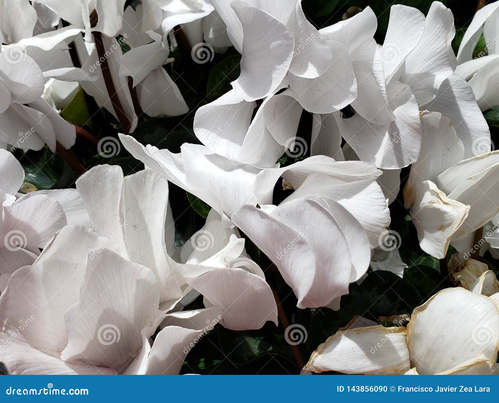 Flor Violeta Imperial En Blanco En Un Jardín Foto de archivo - Imagen de ornamento, pétalos: 143856090 Flor Violeta Imperial En Blanco En Un Jardín Foto de archivo - Imagen de ornamento, pétalos: 143856090