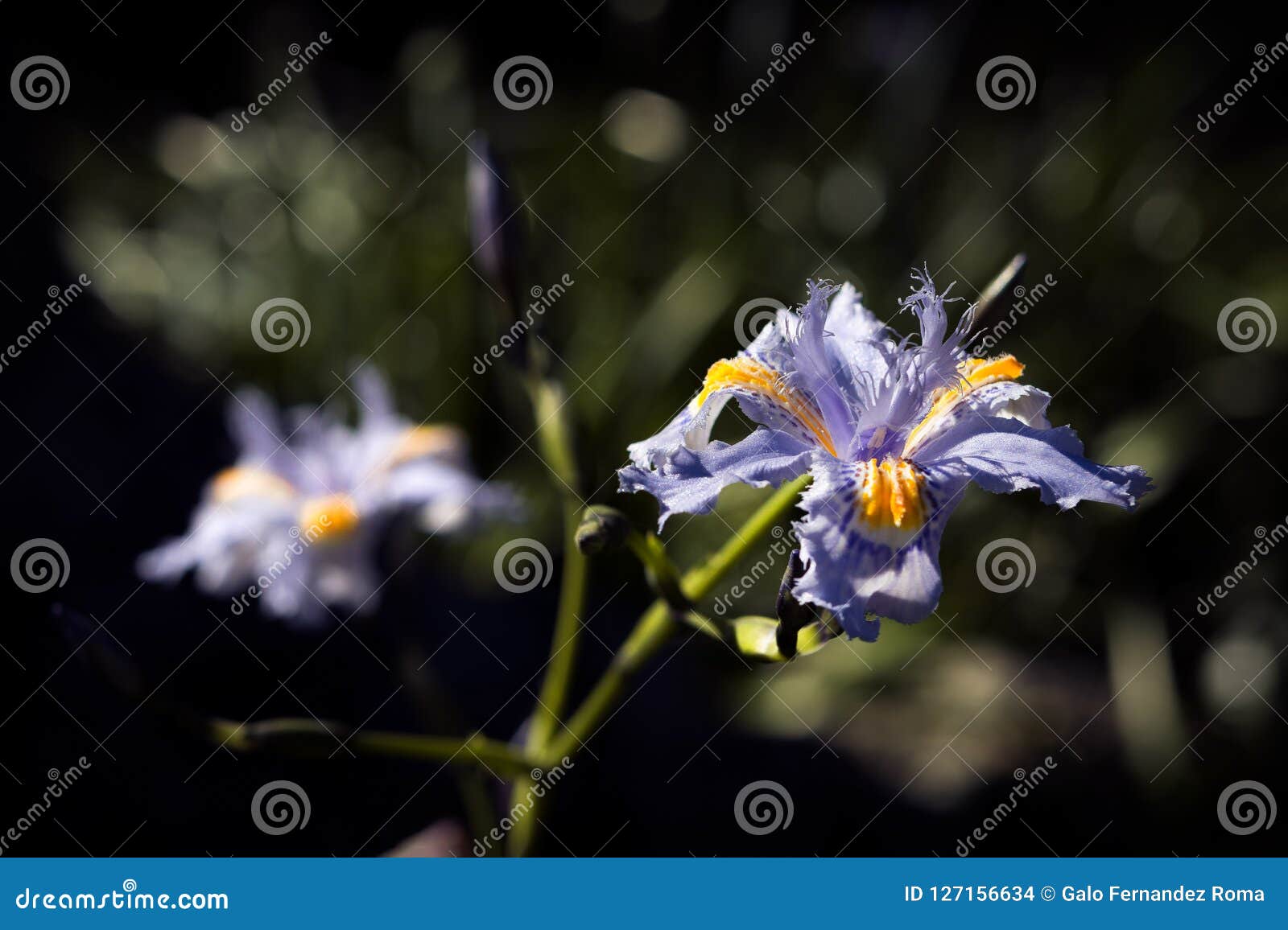 flor violeta - iris japonica o lirio de japÃÂ³n fringed iris. - violet flower - iris japonica or lily of japan fringed iris.