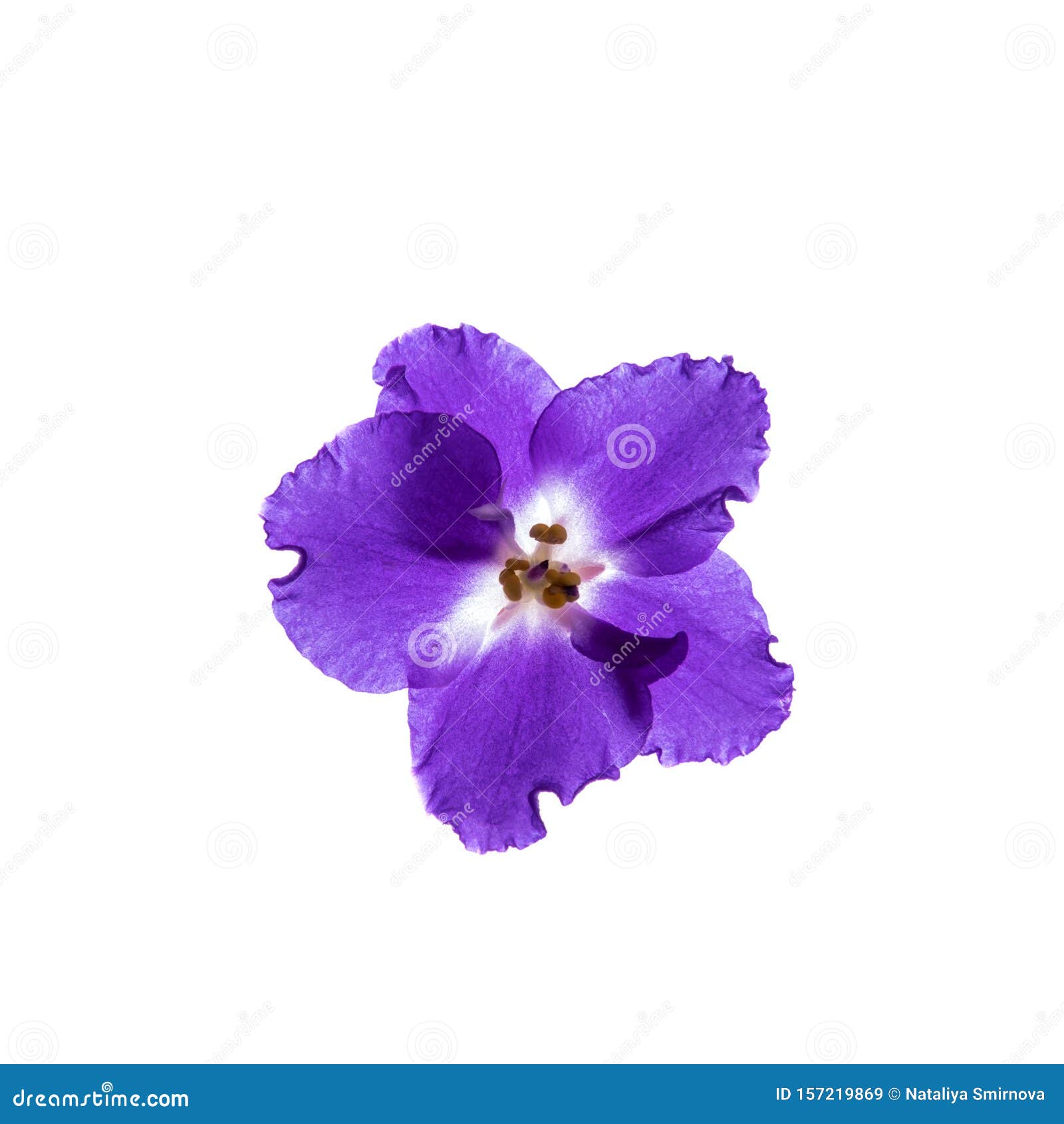 Flor Violeta Púrpura Aislada Sobre Fondo Blanco Imagen de archivo - Imagen de flor, color: 157219869 Flor Violeta Púrpura Aislada Sobre Fondo Blanco Imagen de archivo - Imagen de flor, color: 157219869