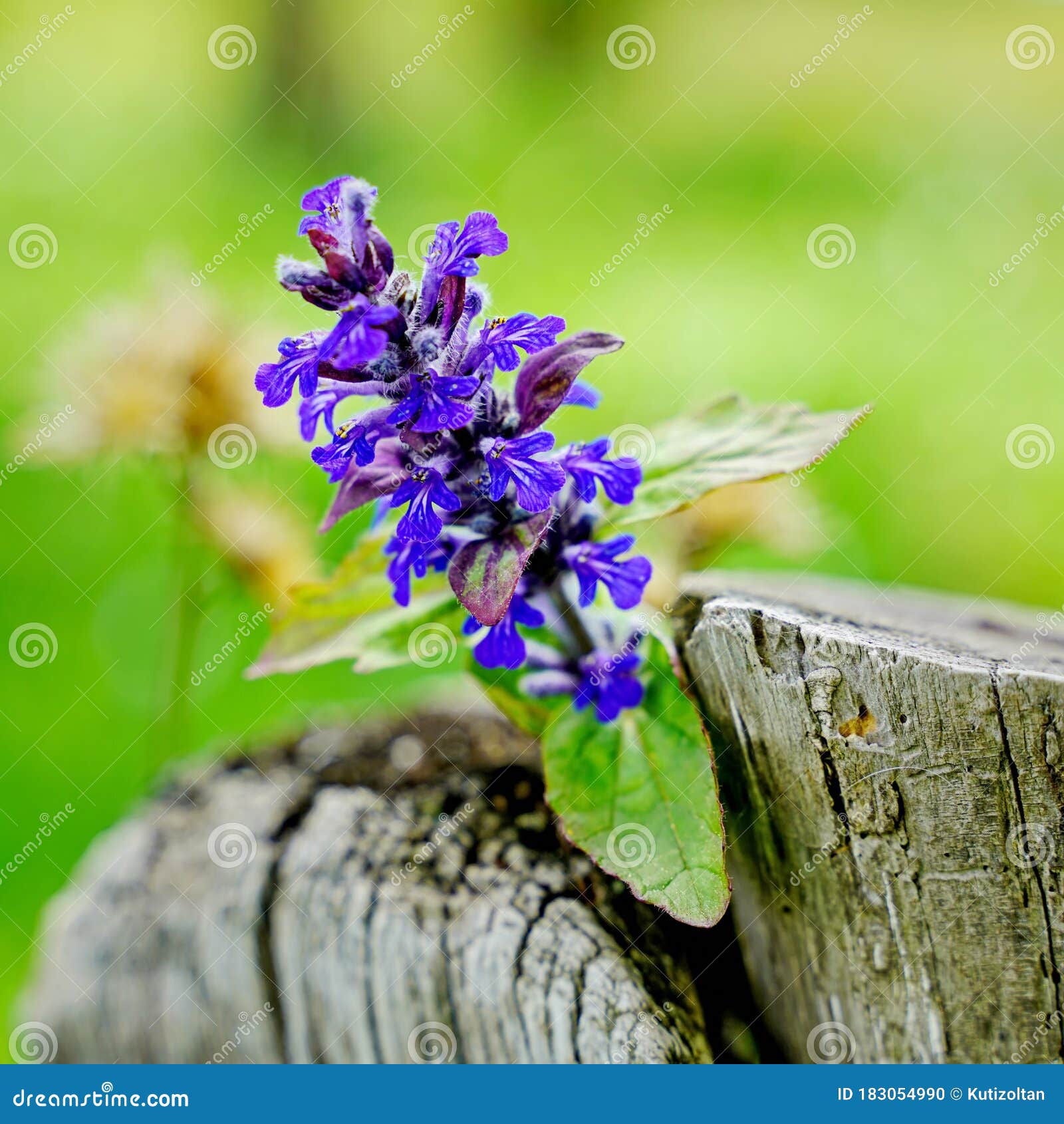 Flor Violeta Silvestre En El Tronco Del árbol Foto de archivo - Imagen de cerca, flora: 183054990 Flor Violeta Silvestre En El Tronco Del árbol Foto de archivo - Imagen de cerca, flora: 183054990
