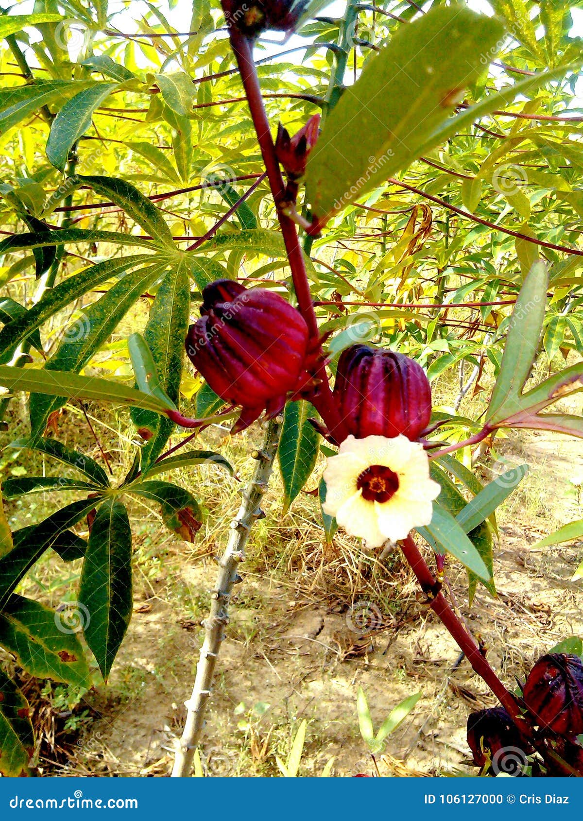 Flor Y Fruta De Jamaica Comestibles Foto de archivo Imagen de jamaica