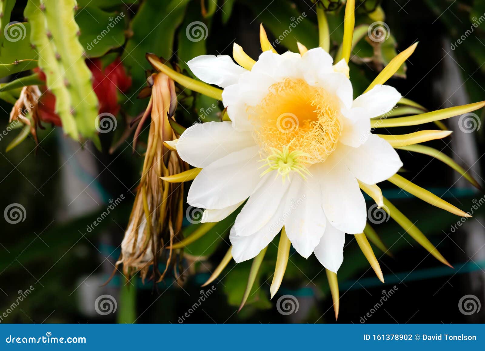 Flor y fruta de Pitaya foto de archivo. Imagen de fondo - 161378902