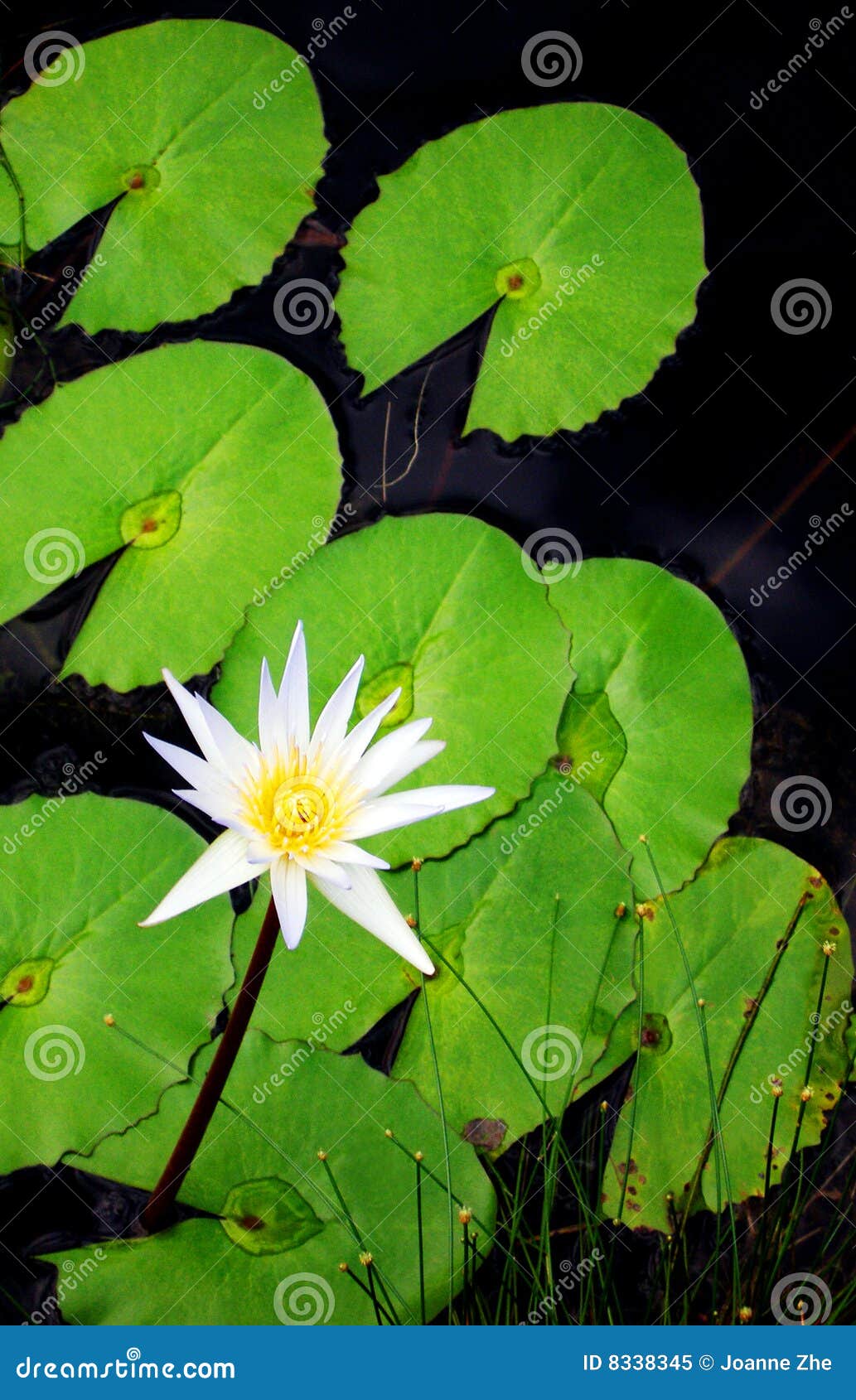 Flor Y Hojas Del Lirio De Agua Imagen de archivo - Imagen de travieso, japonés: 8338345 Flor Y Hojas Del Lirio De Agua Imagen de archivo - Imagen de travieso, japonés: 8338345