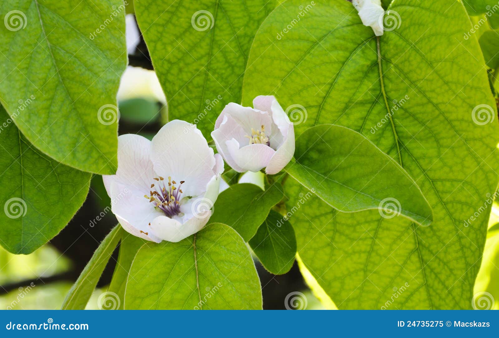 Flor Y Hojas Ficus Carica Del árbol De Higo Imagen de archivo - Imagen de negocios, alimento: 24735275 Flor Y Hojas Ficus Carica Del árbol De Higo Imagen de archivo - Imagen de negocios, alimento: 24735275