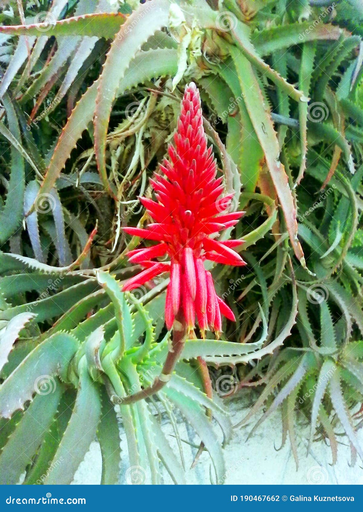 Floração de aloé vera foto de stock. Imagem de corpo - 190467662