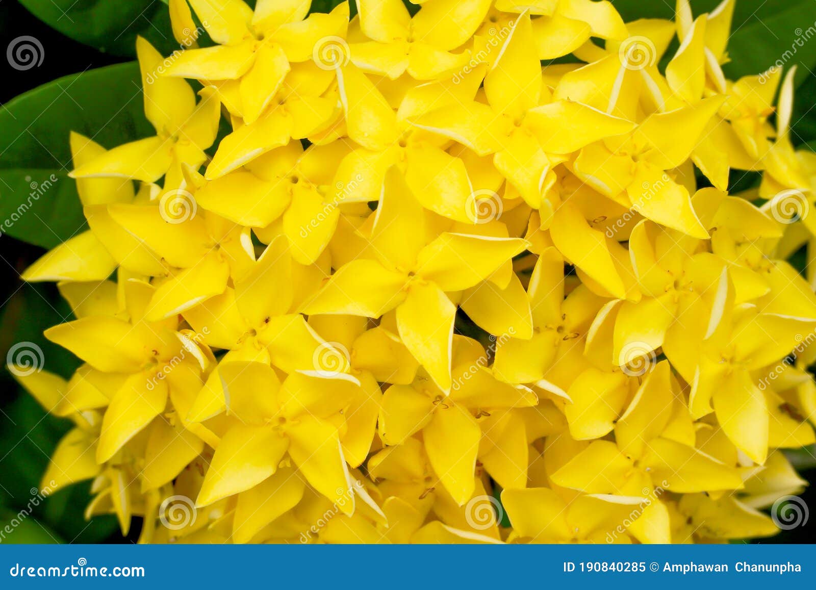Floração De Flores Amarelas Picke Ou Ixora Coccinea Imagem De Fundo Natural  Imagem de Stock - Imagem de tailândia, gerânio: 190840285