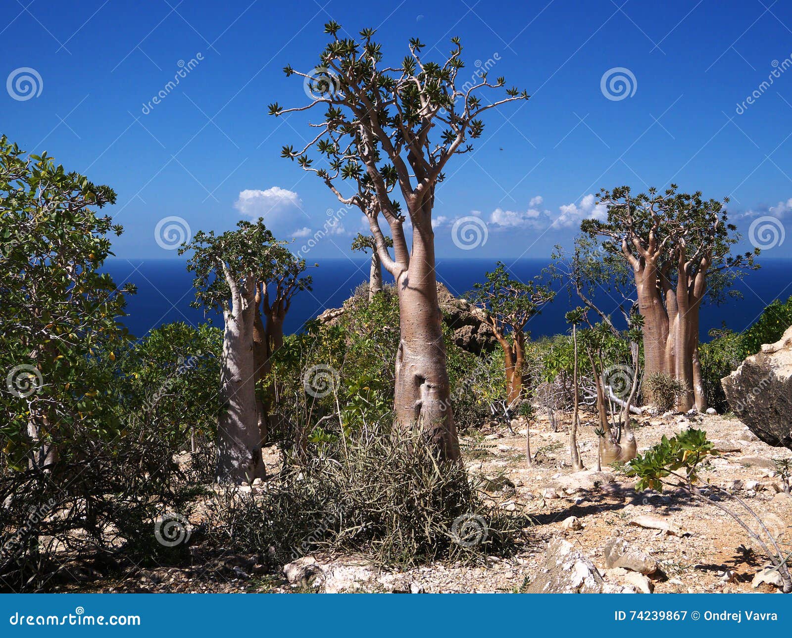 Flora única De La Isla De Socotra Imagen de archivo - Imagen de cubo, paisaje: 74239867 Flora única De La Isla De Socotra Imagen de archivo - Imagen de cubo, paisaje: 74239867