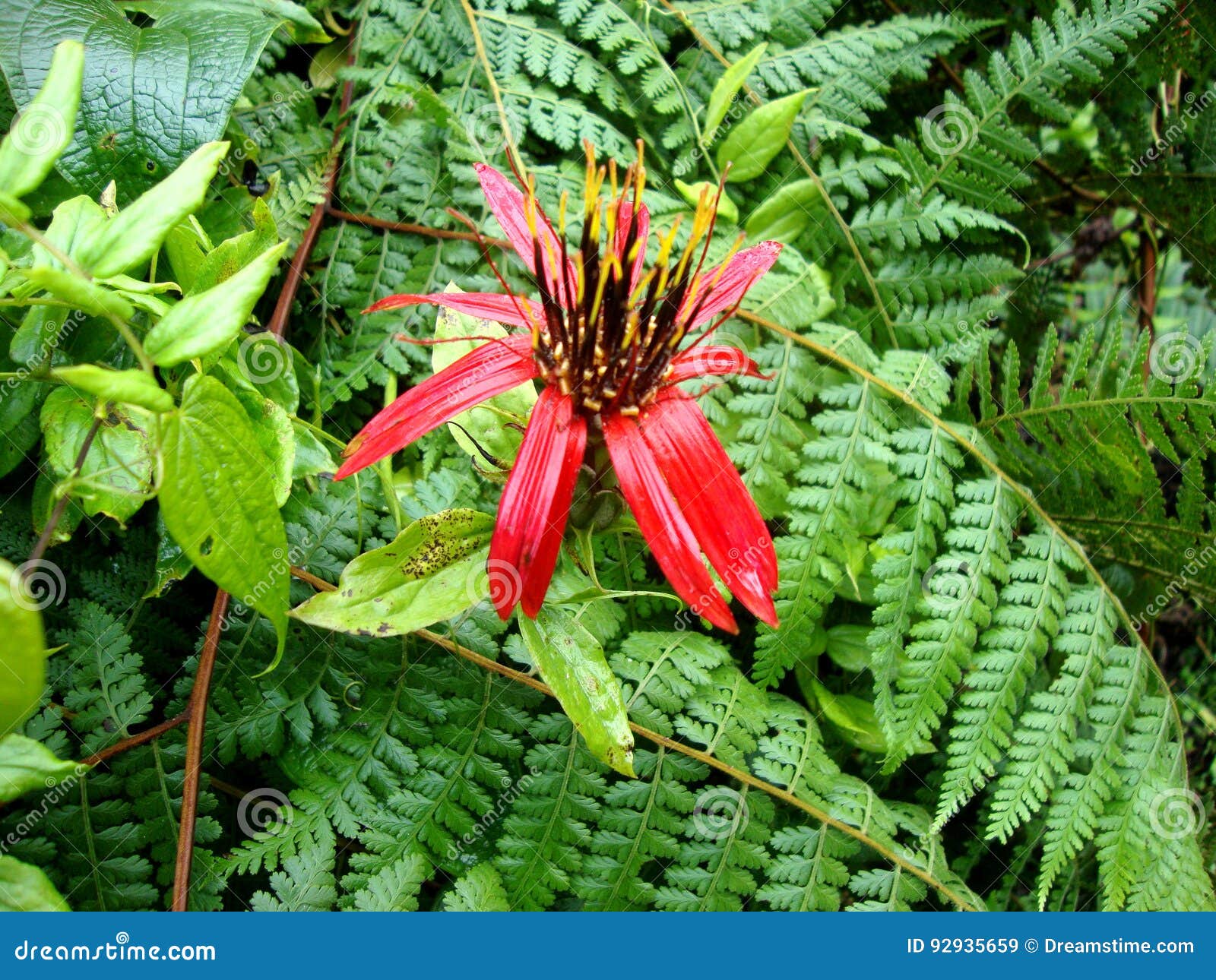 flora amazÃÂ³nica peruana