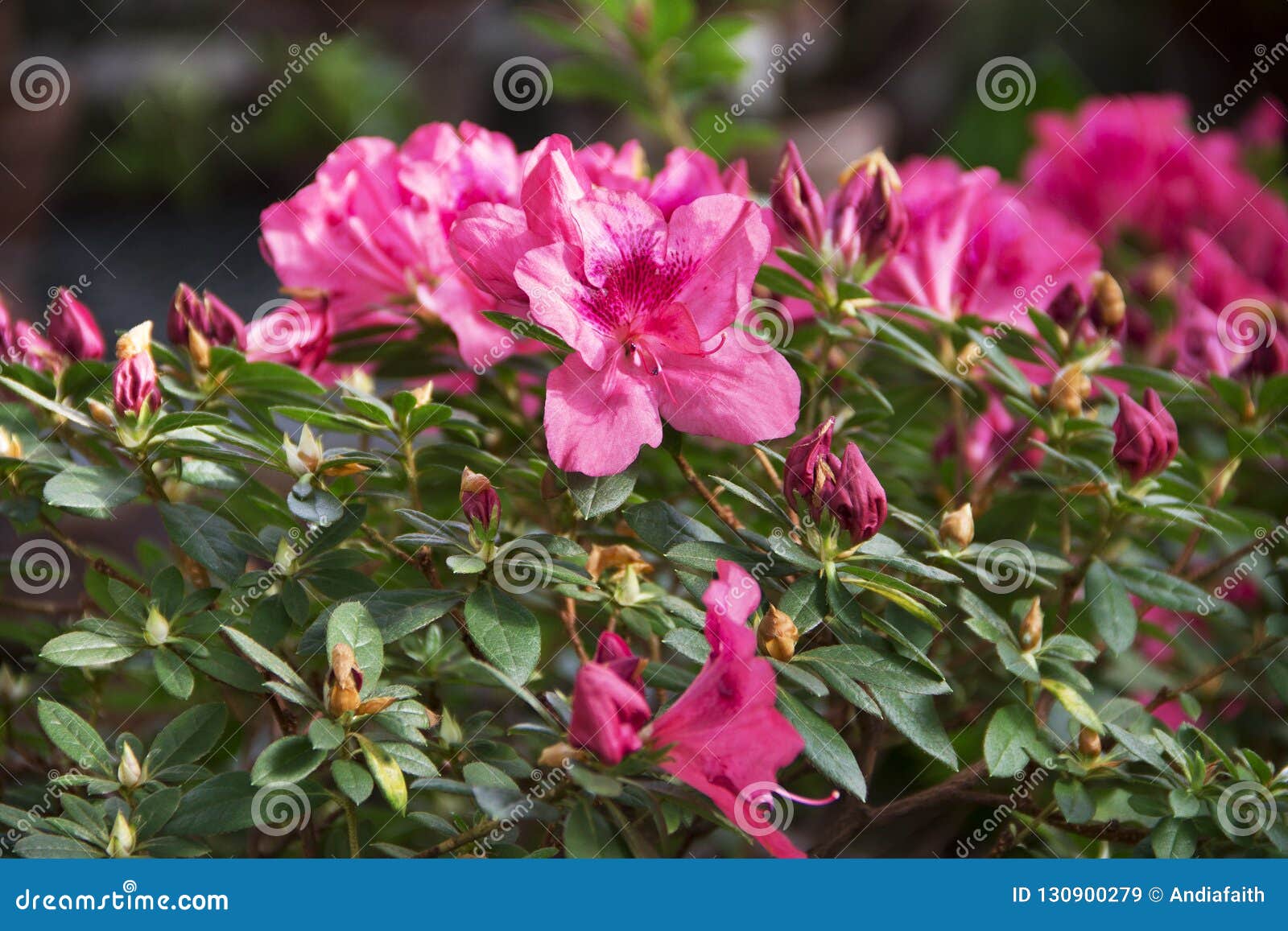 Flora Arbusto Rosado Hermoso De La Azalea, Primer Imagen de archivo -  Imagen de floral, azalea: 130900279