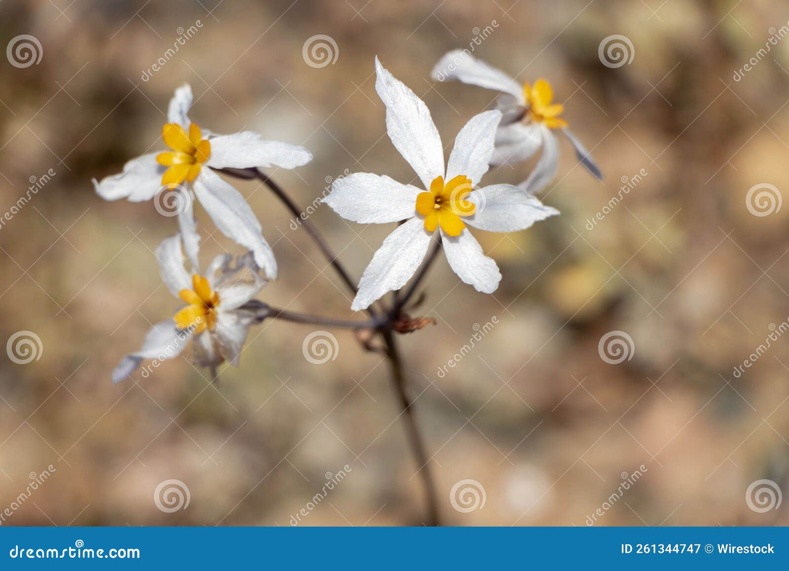 flora blanca con naranjo en el deseirto