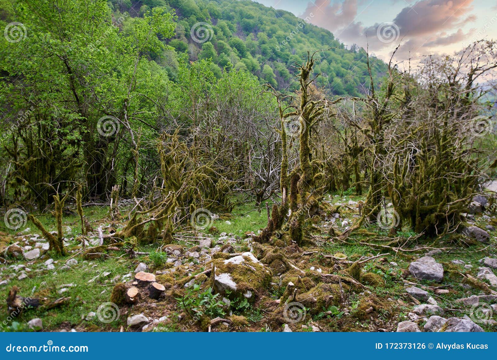 flora of the caucasus mountain gorge