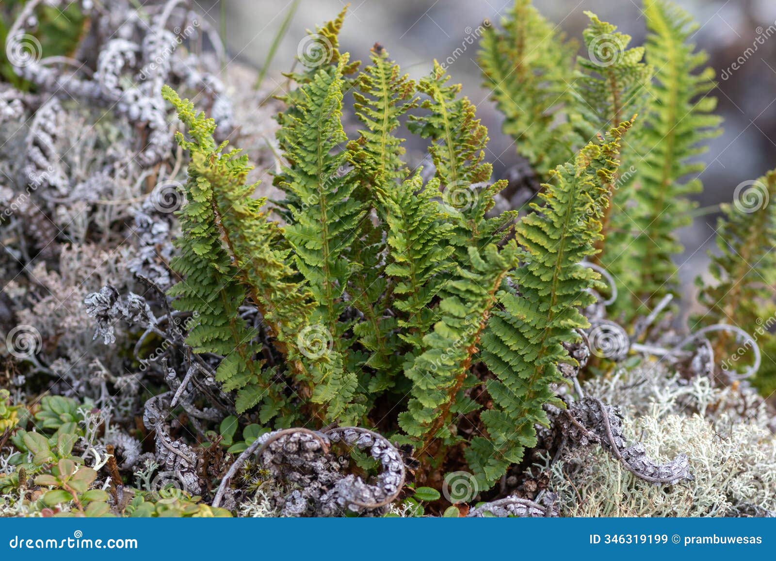 a close up of dryopteris fragrans, commonly known as the fragrant woodfern, a circumboreal fern, is the