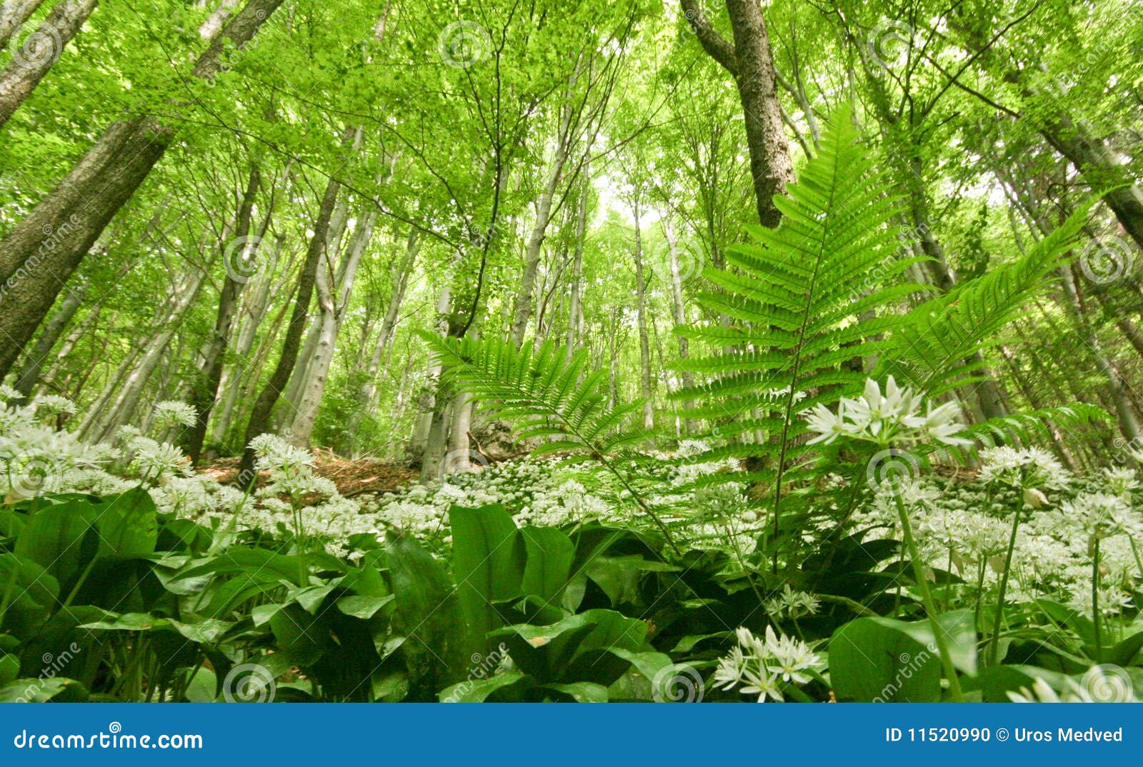 Flora del bosque foto de archivo. Imagen de follaje, hoja 11520990