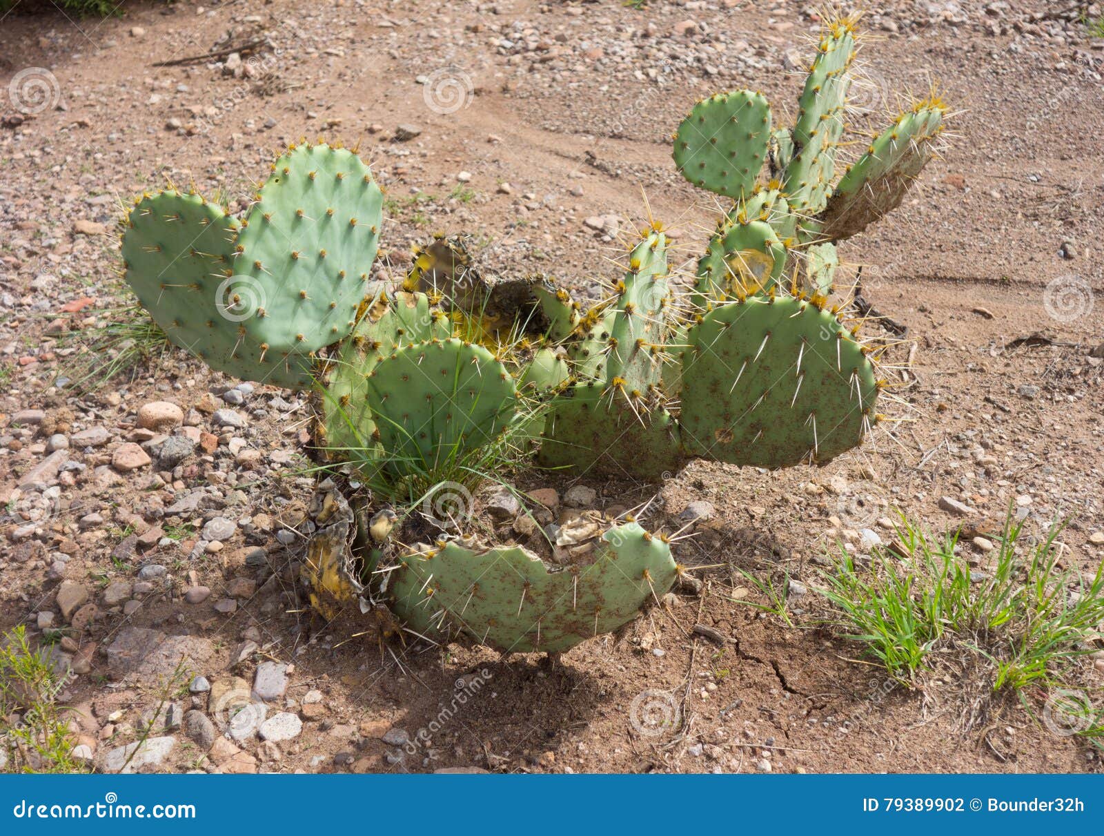 Flora Del Desierto En New México Foto de archivo - Imagen de crecimiento,  verano: 79389902