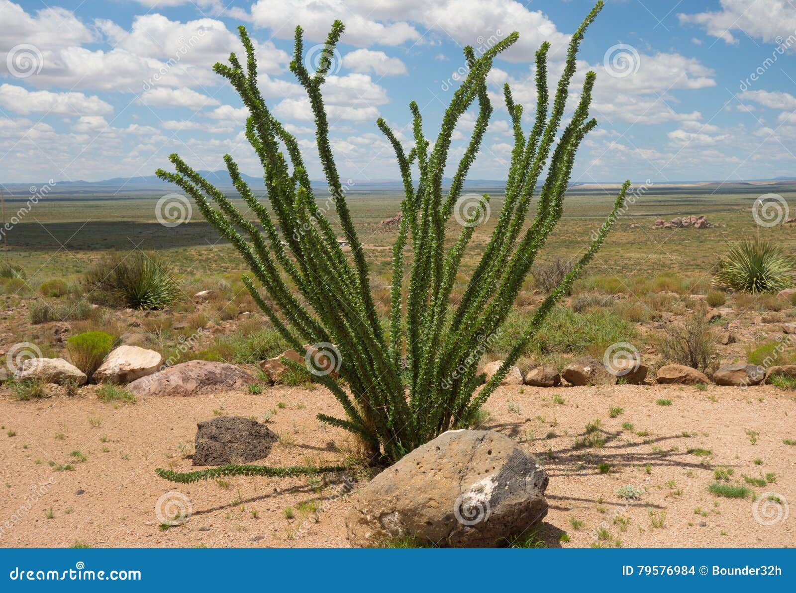 Flora Del Desierto En New México Foto de archivo - Imagen de travieso,  exterior: 79576984