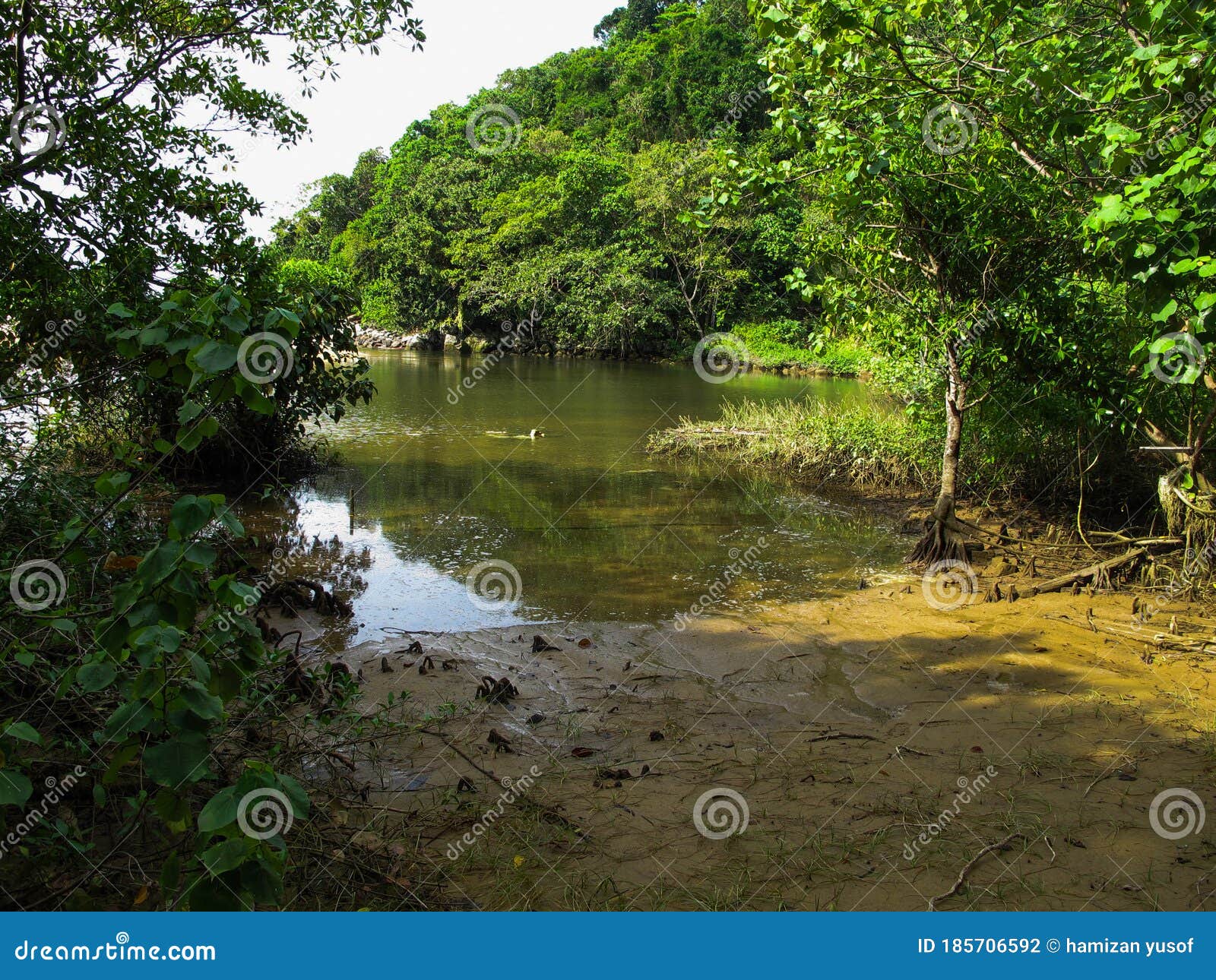 Flora and Fauna in Mangrove Area Stock Photo - Image of blooming ...