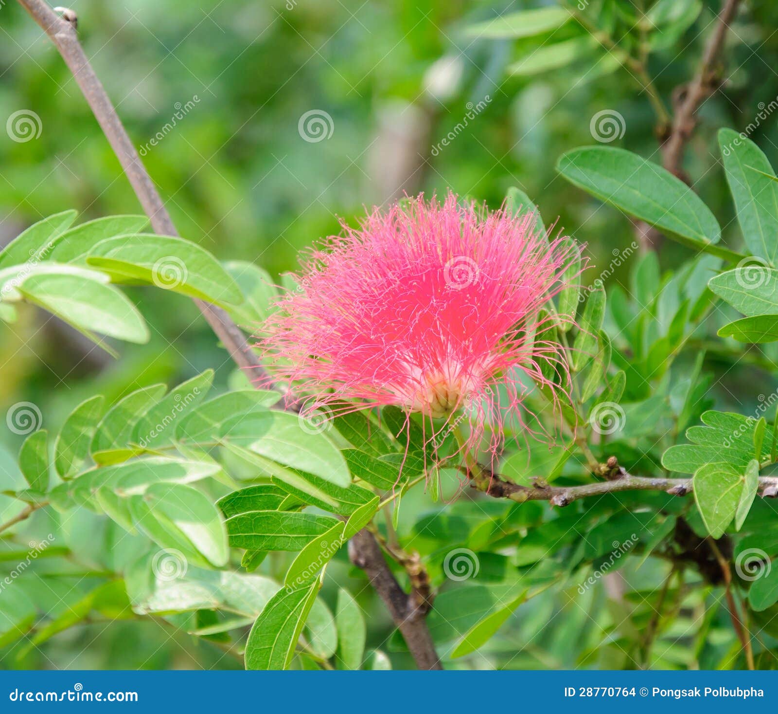 Flora frizzy cor-de-rosa do jardim urbano nas horas de verão.